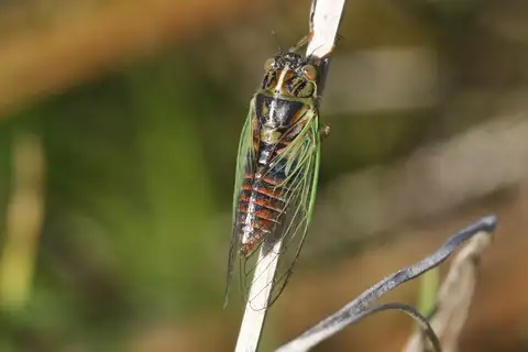 Blood Redtail Cicada