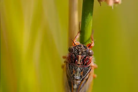Sand Dune Cicada