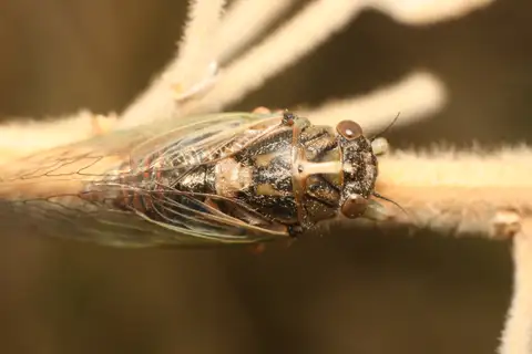 little redtail cicada