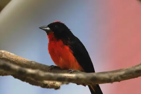 Crimson-breasted Finch
