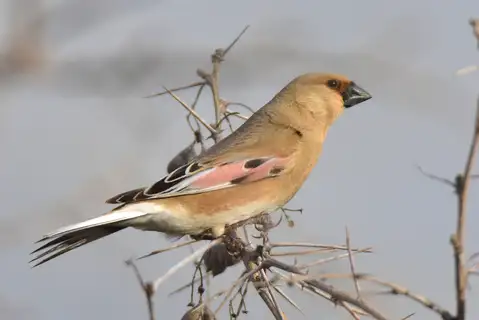 Desert Finch