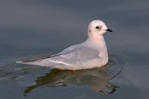 Ross's Gull