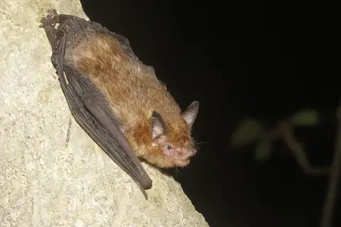 Yucatán Yellow Bat