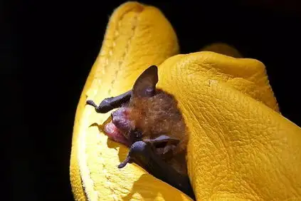 Thomas's Yellow Bat