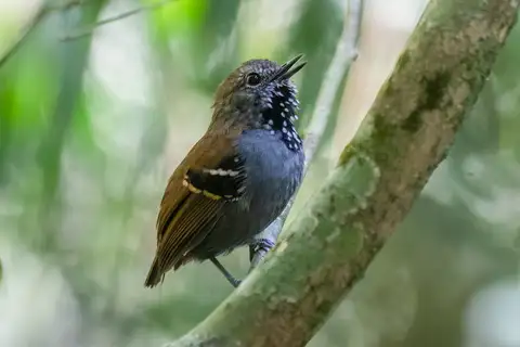 Star-throated Antwren