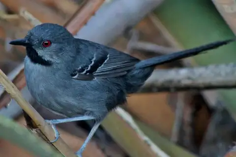 Slender Antbird