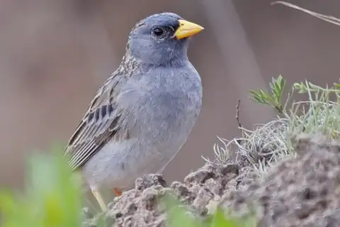 Band-tailed Sierra Finch