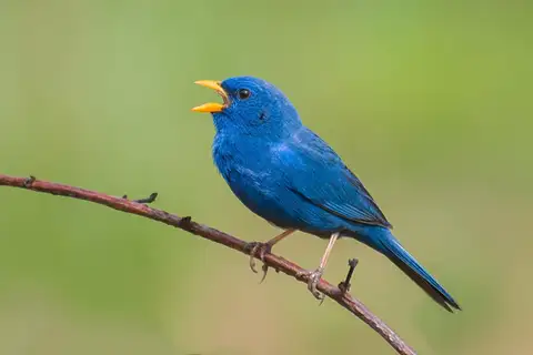 Blue Finch