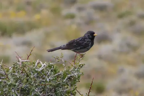 Carbonated Sierra Finch