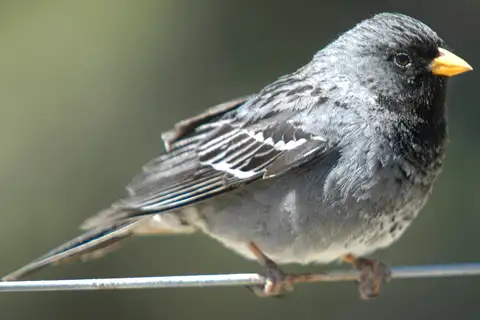 Mourning Sierra Finch