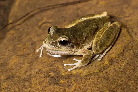 Booroolong Frog