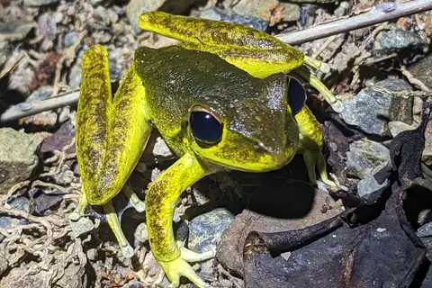 Rainforest Stony-creek Frog