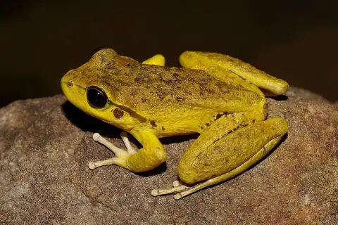 Lesueur's Stony-creek Frog