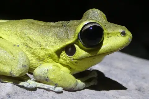 Wilcox's Frog