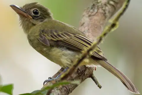 Western Olivaceous Flatbill