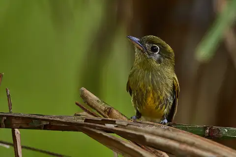 Eye-ringed Flatbill
