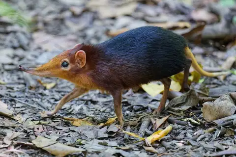 Black-and-rufous Sengi
