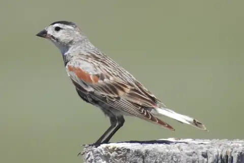 Thick-billed Longspur