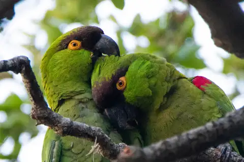 Maroon-fronted Parrot