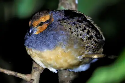 Tawny-faced Quail