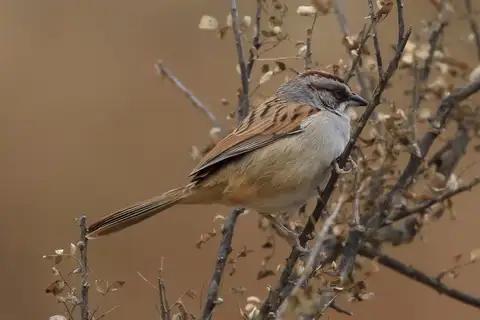 Yungas Sparrow