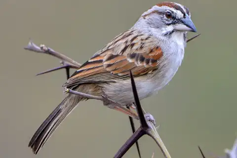Tumbes Sparrow