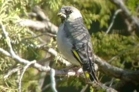 Somali Golden-winged Grosbeak