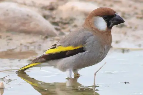 Arabian Golden-winged Grosbeak