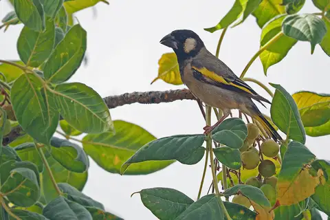 Socotra Golden-winged Grosbeak