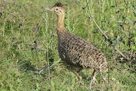 Huayco Tinamou