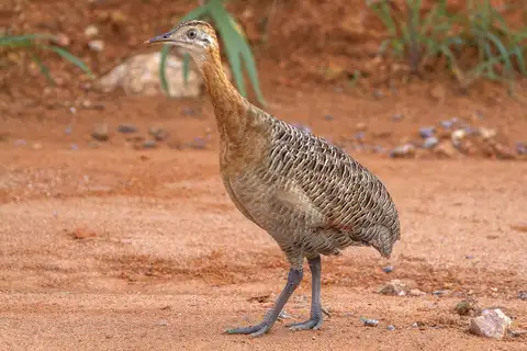 Red-winged Tinamou