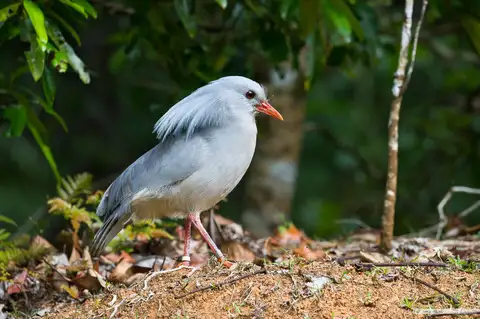 Kagu