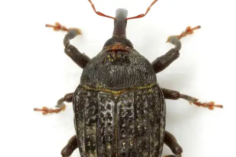 Milkweed Stem Weevil