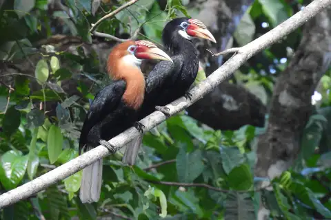 Narcondam Hornbill