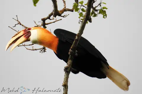 Blyth's Hornbill