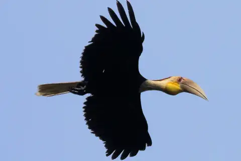 Plain-pouched Hornbill