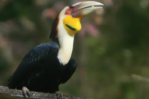 Wreathed Hornbill