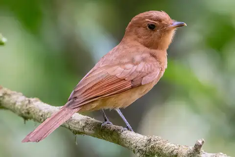 Rufous Mourner