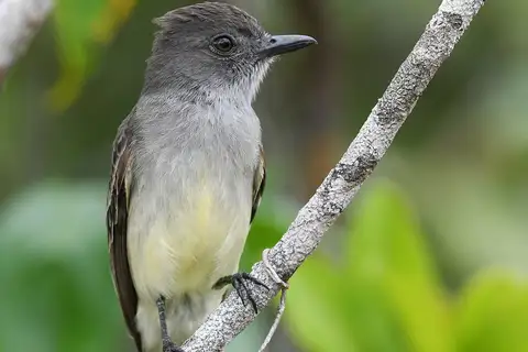 Pale-bellied Mourner