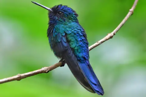 Blue-headed Hummingbird