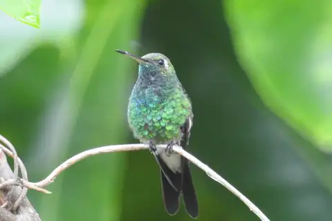 Cuban Emerald