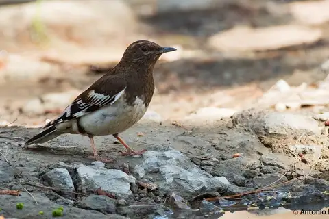 Aztec Thrush