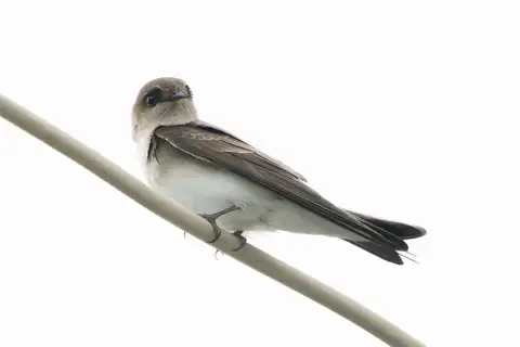 Grey-throated Martin