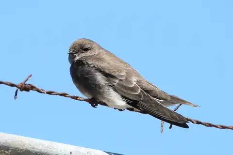 Brown-throated Martin