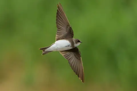 Sand Martin
