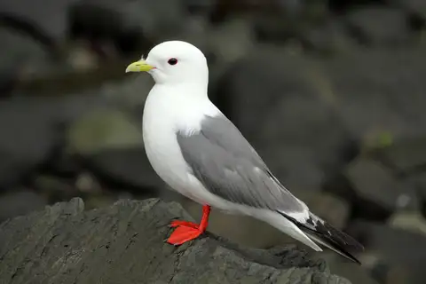 Red-legged Kittiwake