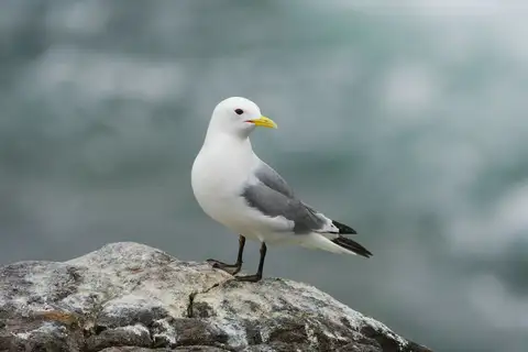 Black-legged Kittiwake
