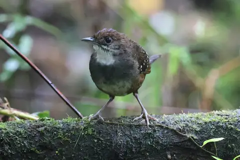 Bicol Ground Warbler