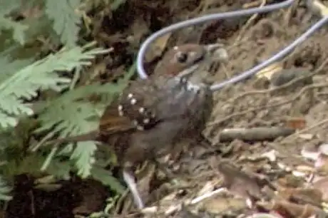 Sierra Madre Ground Warbler