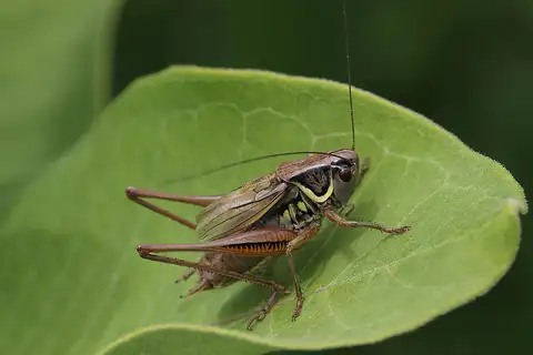 Roesel's Bush-cricket